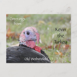 Postal Saludos Kevin The Turkey - Old Wethersfield , CT
