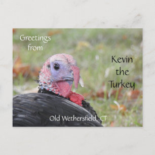 Postal Saludos Kevin The Turkey - Old Wethersfield , CT