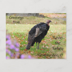 Postal Saludos Kevin The Turkey - Old Wethersfield , CT