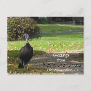 Postal Saludos Kevin The Turkey - Old Wethersfield , CT