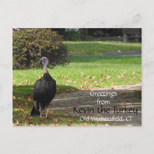 Postal Saludos Kevin The Turkey - Old Wethersfield , CT (Anverso)