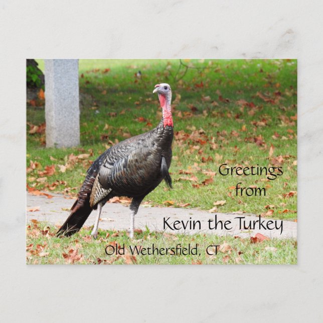 Postal Saludos Kevin The Turkey - Old Wethersfield , CT (Anverso)