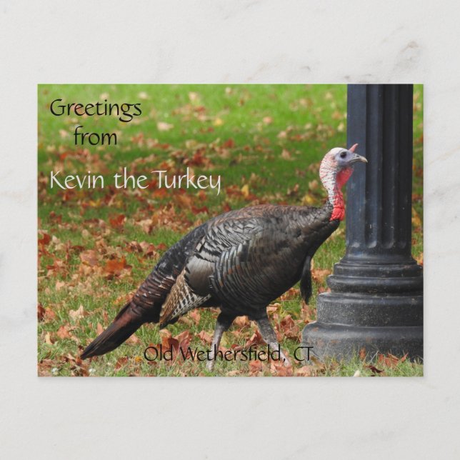 Postal Saludos Kevin The Turkey - Old Wethersfield , CT (Anverso)