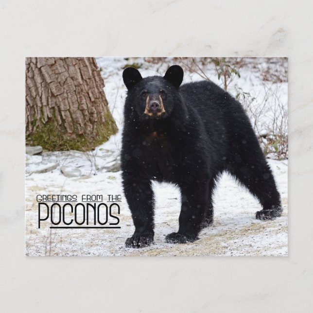 Postal ¡Saludos! Oso negro de Pensilvania en invierno (Anverso)