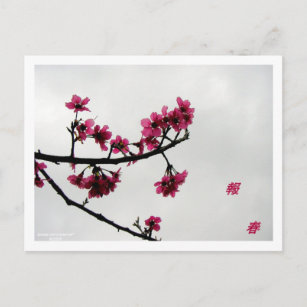 Postal Saludos primaverales/flores de cerezo Kanji