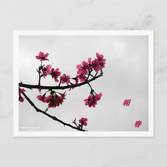 Postal Saludos primaverales/flores de cerezo Kanji (Anverso)