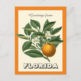 Postal Saludos vintage de la fruta Naranja de Florida