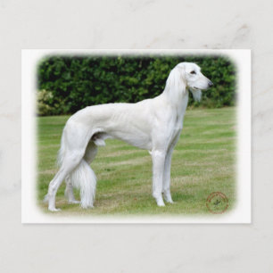 Postal Saluki