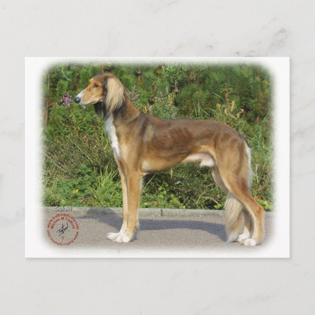 Postal Saluki (Anverso)