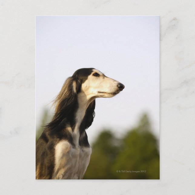 Postal Saluki (Anverso)
