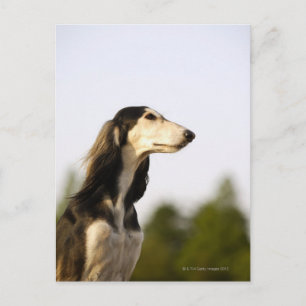 Postal Saluki