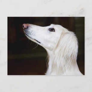 Postal Saluki Mirando