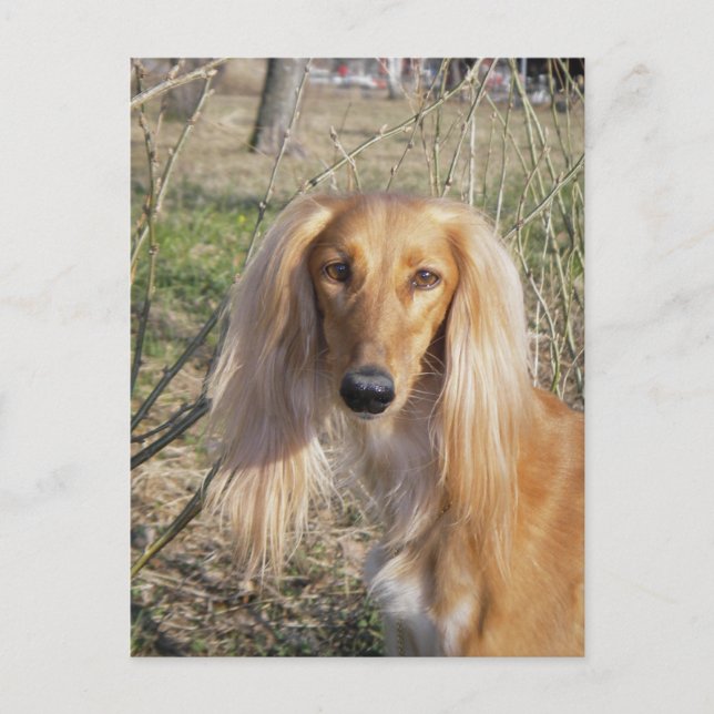 Postal saluki.png (Anverso)