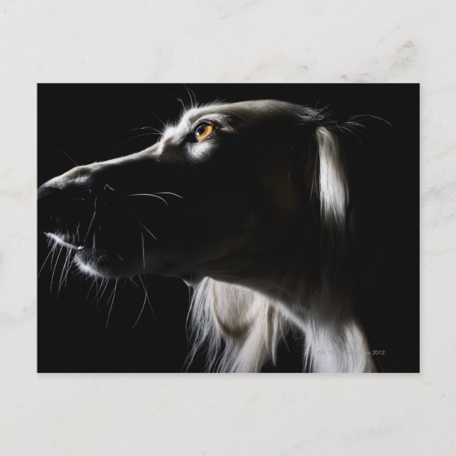 Postal Saluki, retrato (Anverso)