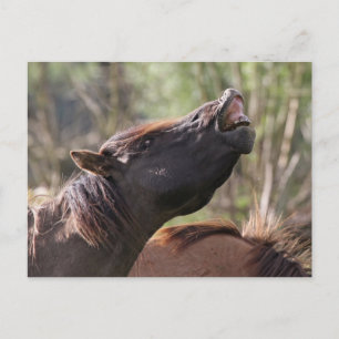 postal salvaje de konik stallion