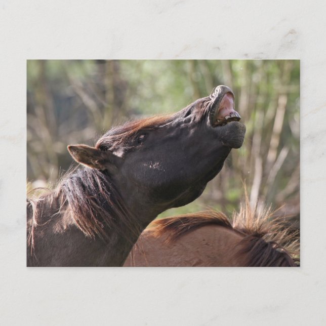 postal salvaje de konik stallion (Anverso)