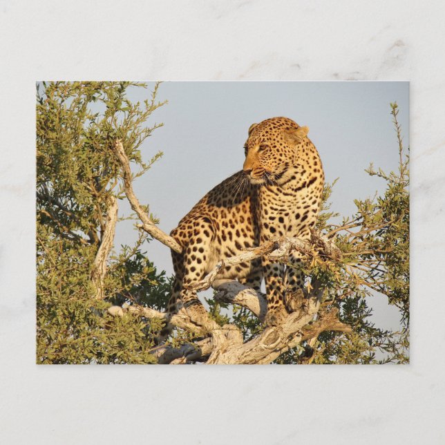 Postal salvaje leopardo (Anverso)
