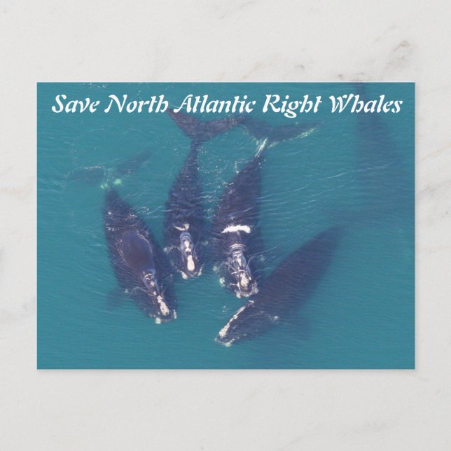 Postal Salvar a las ballenas francas del Atlántico Norte  (Anverso)