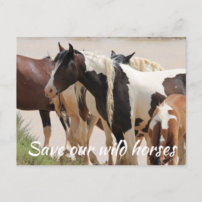 Postal Salvar a nuestros salvajes caballos (Anverso)