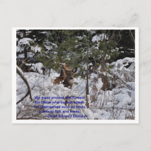 Postal Salvar los bosques