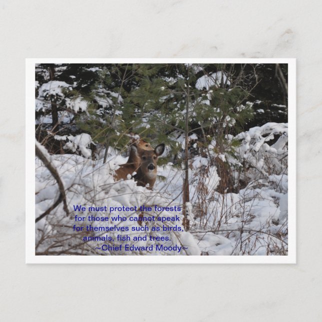 Postal Salvar los bosques (Anverso)