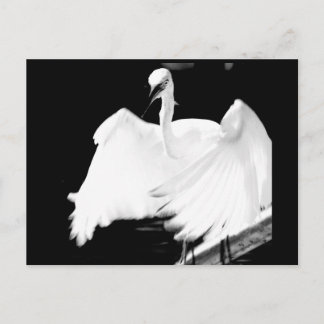 Postal Salvemos a los pájaros de Florida