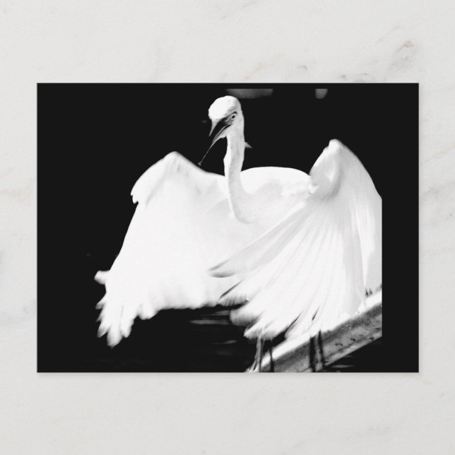 Postal Salvemos a los pájaros de Florida (Anverso)