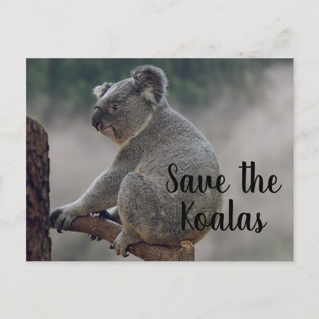 Postal Salven a los Koalas (Anverso)