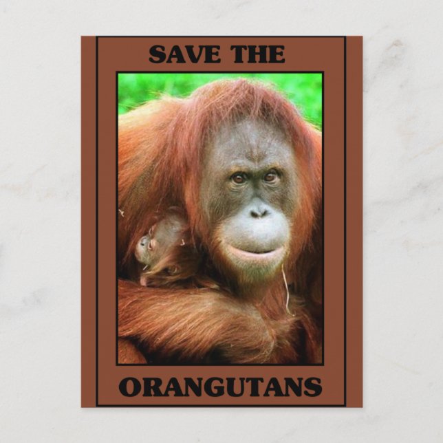 Postal Salven a los Orangutans (Anverso)