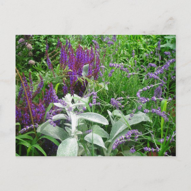 Postal Salvia, Lavendar, Lambs ear (Anverso)