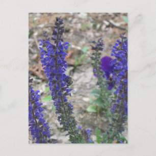 Postal Salvia ~ Primera Floración