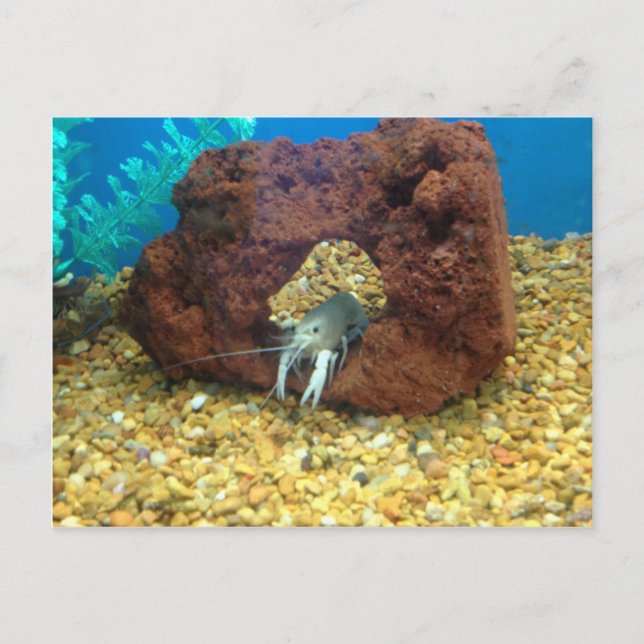 Postal Sam el cangrejo de langosta azul (Anverso)