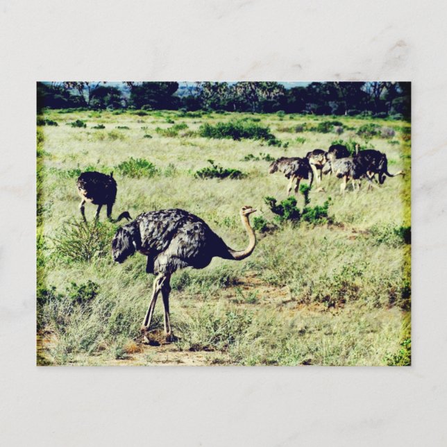 Postal Samburu Ostriches (Anverso)