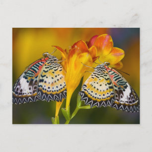Postal Sammamish, Washington. Mariposas tropicales 68