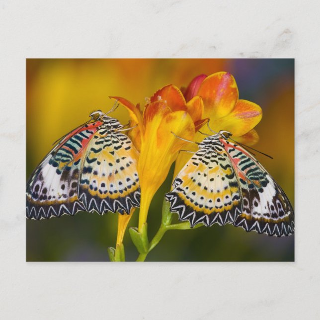 Postal Sammamish, Washington. Mariposas tropicales 68 (Anverso)