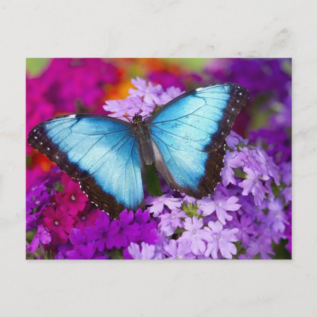 Postal Sammamish Washington Tropical Butterfly (Anverso)