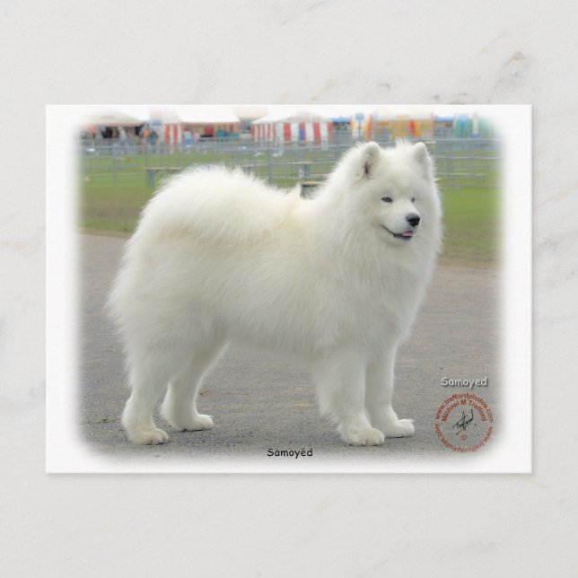Postal Samoyed (Anverso)