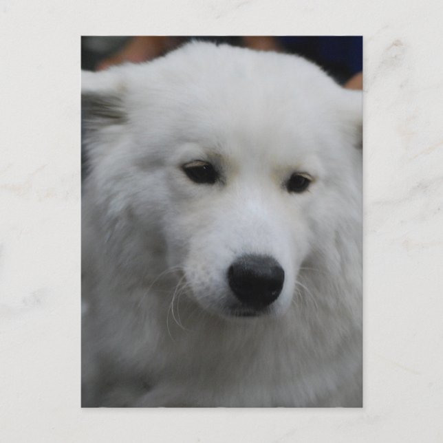 Postal Samoyed Cute (Anverso)