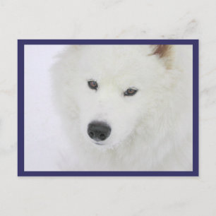 Postal Samoyed - PVSC - Nieve