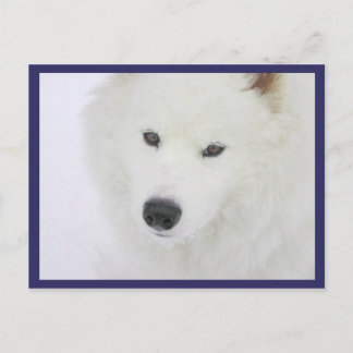 Postal Samoyed - PVSC - Nieve