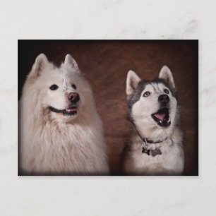 Postal Samoyed y Husky