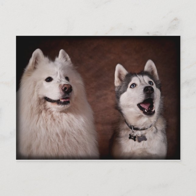 Postal Samoyed y Husky (Anverso)