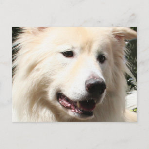 Postal Samoyed Yukon 1