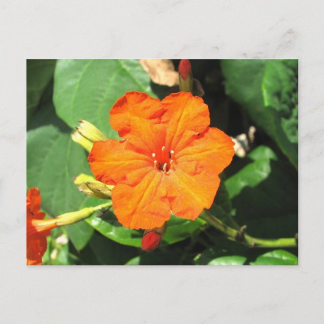 Postal San Andrés, Colombia (Anverso)