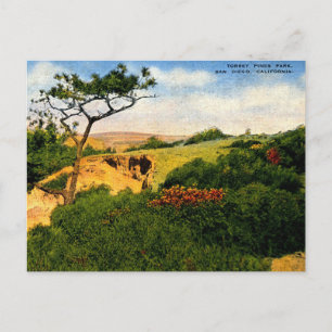 Postal San Diego CA, Parque Torrey Pines, Vintage de los 