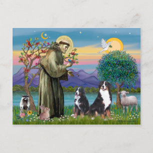 Postal San Francisco - Dos perros de montaña de Berna