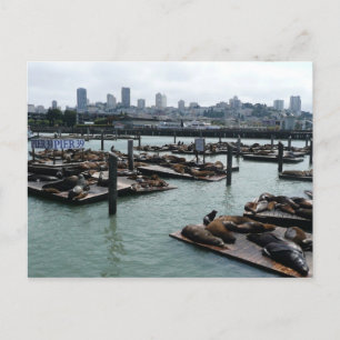 Postal San Francisco y leones marinos del Pier 39 en el h