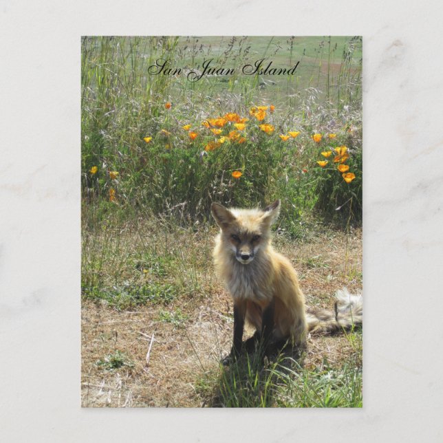 Postal San Juan Island Fox (Anverso)