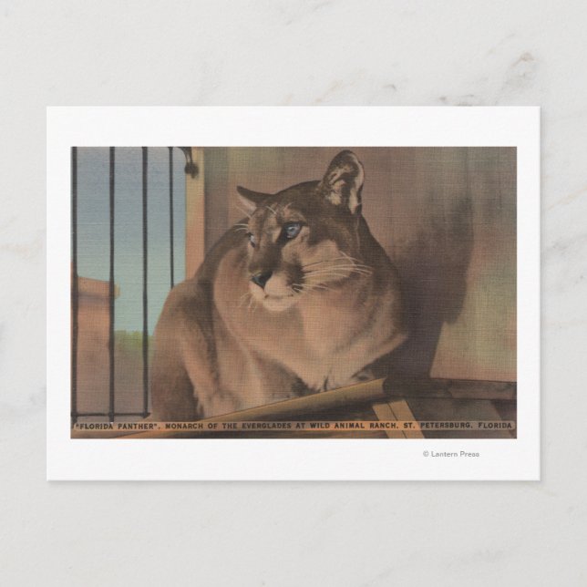 Postal San Petersburgo, Florida - Foto De Florida (Anverso)