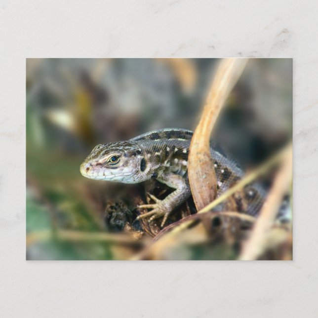 Postal Sand Lizard (Anverso)